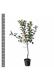 Malus domestica Golden Delicious C7,5 Lit. 125-150 cm