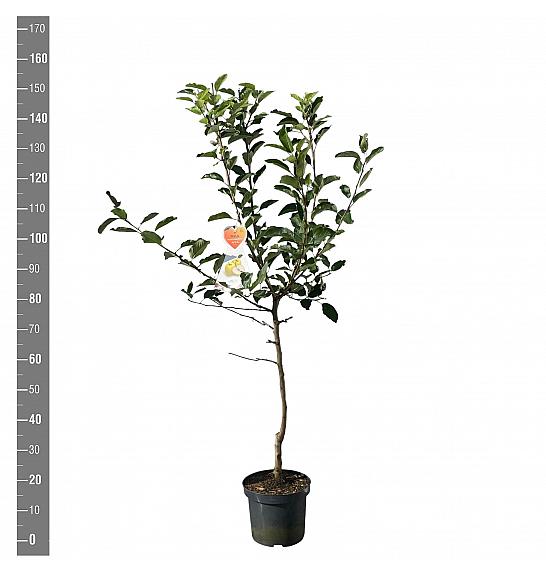 Malus domestica Golden Delicious C7,5 Lit. 125-150 cm