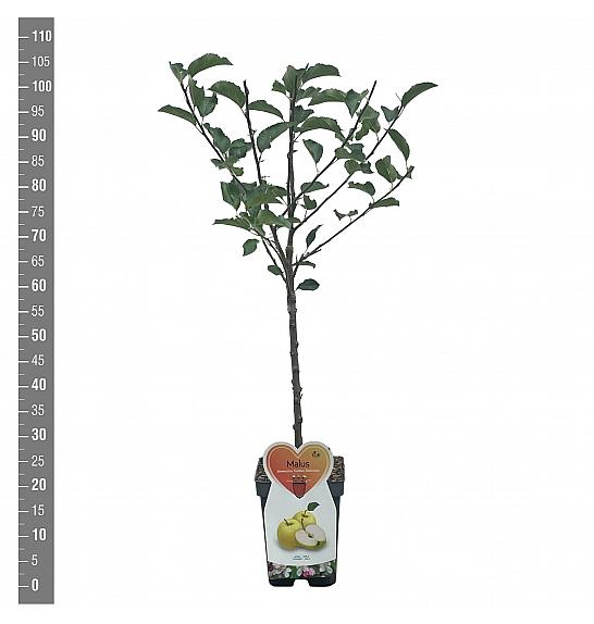 Malus domestica Golden Delicious C5 Lit. 80-100 cm Patio