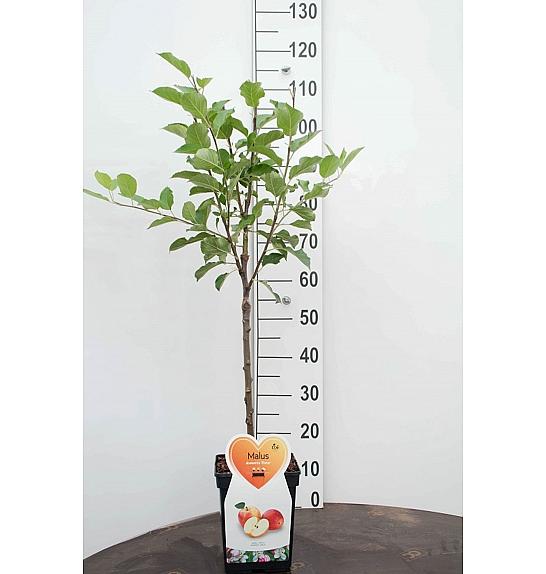 Malus domestica Gloster C5 Lit. 80-100 cm Patio (16570)