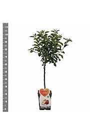 Malus domestica Galina - Mini C5 Lit. Na steblu 50 cm