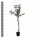 Malus domestica Gala C7,5 Lit. 175-200 cm Na steblu 100 cm