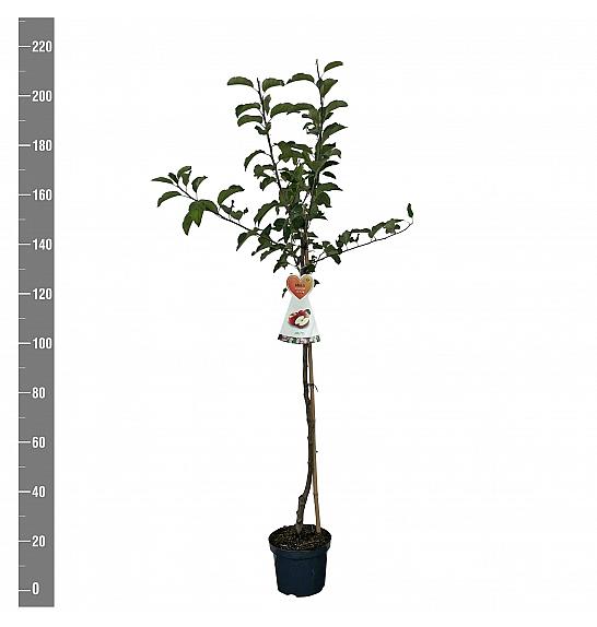 Malus domestica Gala C7,5 Lit. 175-200 cm Na steblu 100 cm