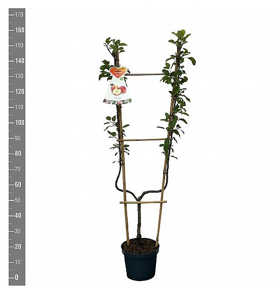 Malus domestica Elstar C7,5 Lit. 140-160 cm U forma