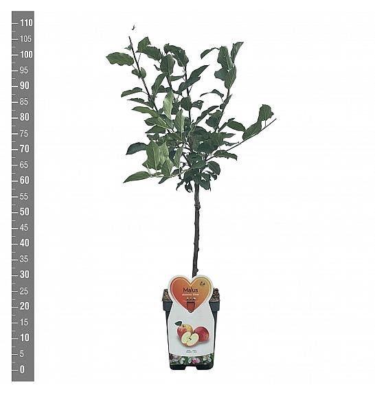 Malus domestica Elstar C5 Lit. 80-100 cm Patio