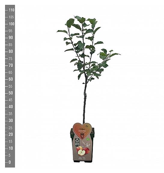 Malus domestica Elstar C5 Lit. 80-100 cm BIO