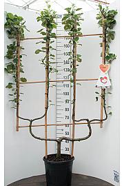 Malus domestica Elstar C20 Lit. 150-175 cm dvojna U forma