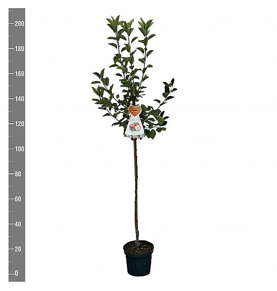 Malus domestica Discovery C7,5 Lit. 175-200 cm Na steblu 100 cm