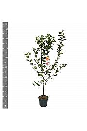 Malus domestica Discovery C7,5 Lit. 125-150 cm
