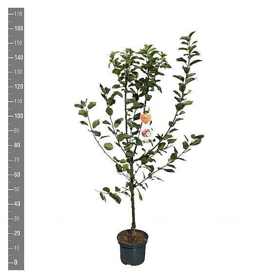Malus domestica Discovery C7,5 Lit. 125-150 cm