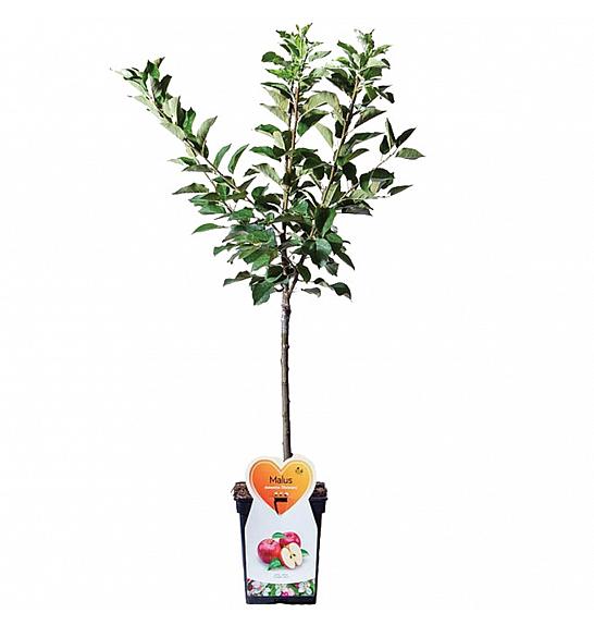 Malus domestica Discovery C5 Lit. 80-100 cm Patio