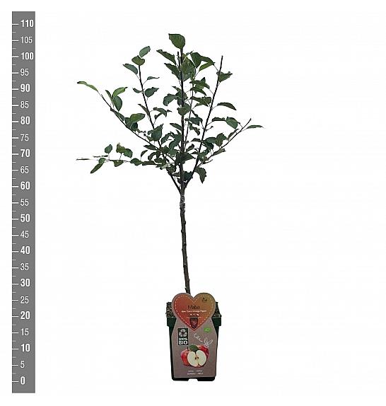 Malus domestica Coxs Orange Pippin C5 Lit. 80-100 cm BIO