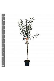 Malus domestica Cox Orange Pippin C7,5 Lit. 175-200 cm Na steblu 100 cm