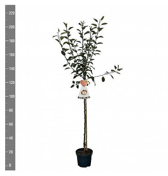 Malus domestica Cox Orange Pippin C7,5 Lit. 175-200 cm Na steblu 100 cm