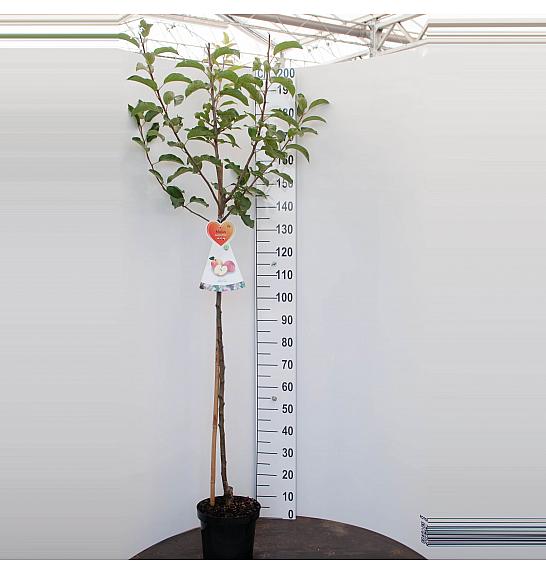 Malus domestica Cox Orange Pippin C7,5 Lit. 175-200 cm Na steblu 100 cm