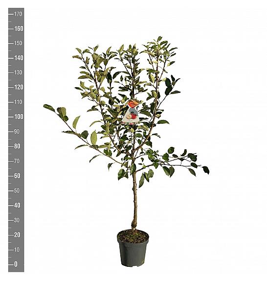 Malus domestica Breaburn C7,5 Lit. 125-150 cm
