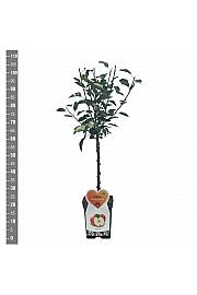 Malus domestica Bramleys Seedling C5 Lit. 80-100 cm Patio