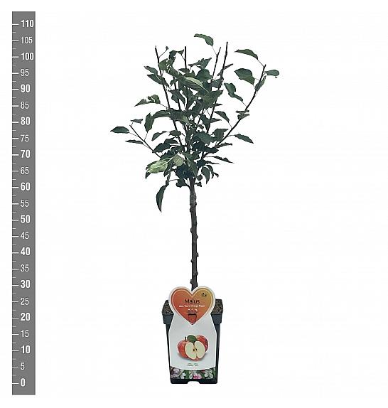 Malus domestica Braeburn C5 Lit. 80-100 cm Patio