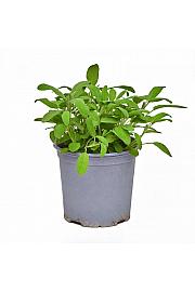 Salvia officinalis Ø19