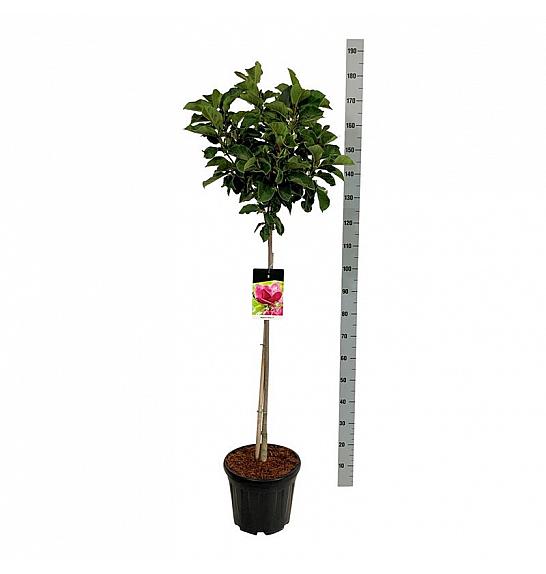 Magnolia Genie C15 Lit. Na steblu 80 cm