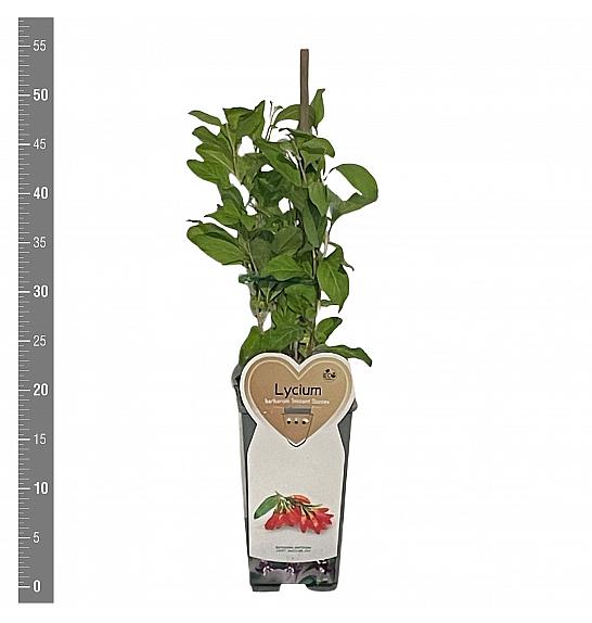 Lycium barbarum Instant Success C2 Lit. 30-40 cm