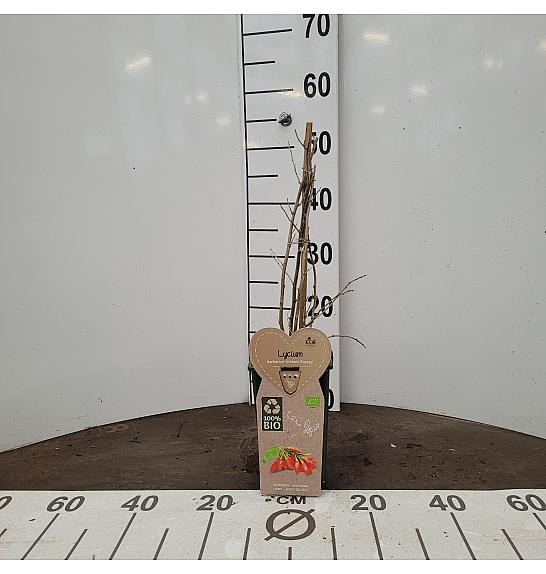 Lycium barbarum Instant Succes C2 Lit. 30-40 cm BIO