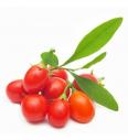 Lycium barbarum C2 Lit. 40-60 cm