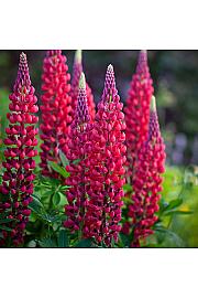 Lupinus The Page Ø11