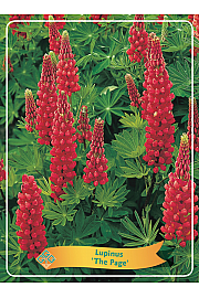Lupinus The Page Ø11