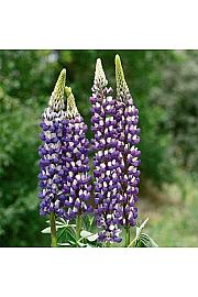Lupinus The Governor Ø11