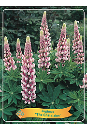 Lupinus The Chatelaine Ø11