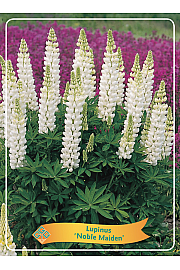 Lupinus Noble Maiden Ø11