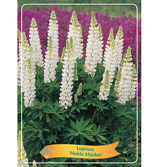 Lupinus Noble Maiden Ø11