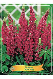 Lupinus My Castle Ø11