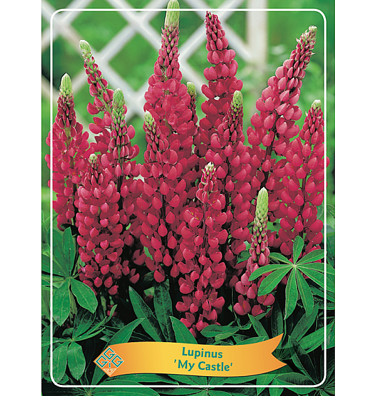 Lupinus My Castle Ø11