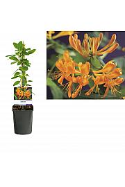 Lonicera tellmanniana C1 Lit. 20-30 cm