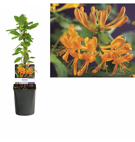 Lonicera tellmanniana C1 Lit. 20-30 cm