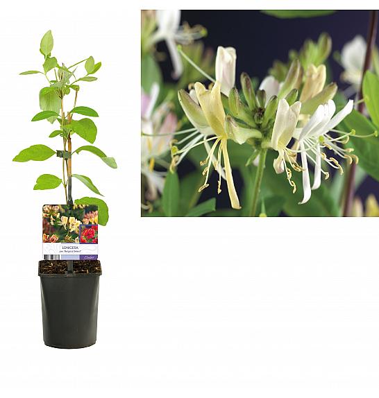 Lonicera per. Belgica Select C1 Lit. 20-30 cm