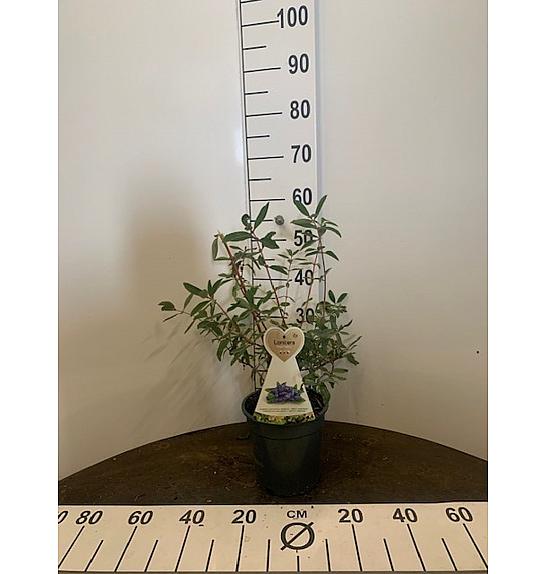 Lonicera kamschatica Delight vostorg C3 Lit. 20-30 cm