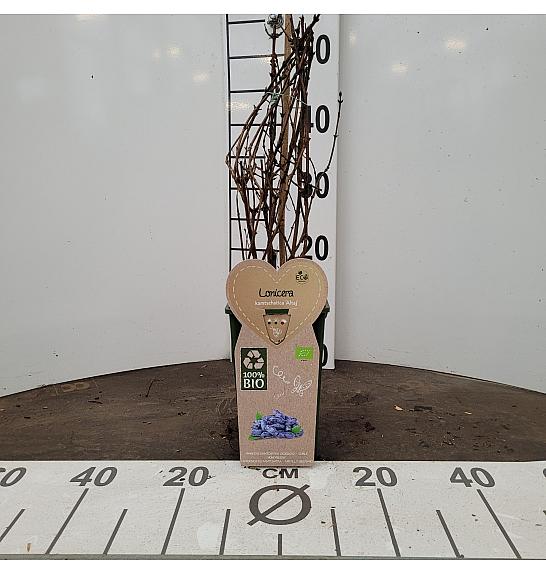 Lonicera kamschatica Altaj C2 Lit. 30-40 cm BIO