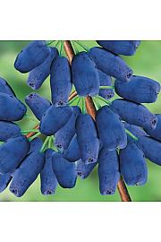 Lonicera kamschatica Altaj C2 Lit. 30-40 cm