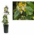 Lonicera heckrottii Copper Beauty C2,5 Lit. 40-60 cm