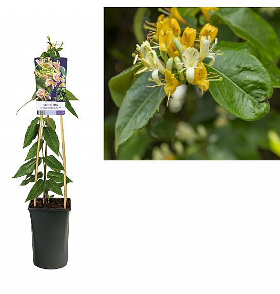 Lonicera heckrottii Copper Beauty C2,5 Lit. 40-60 cm