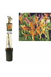 Lonicera heckrottii American Beauty C2,5 Lit. 40-60 cm