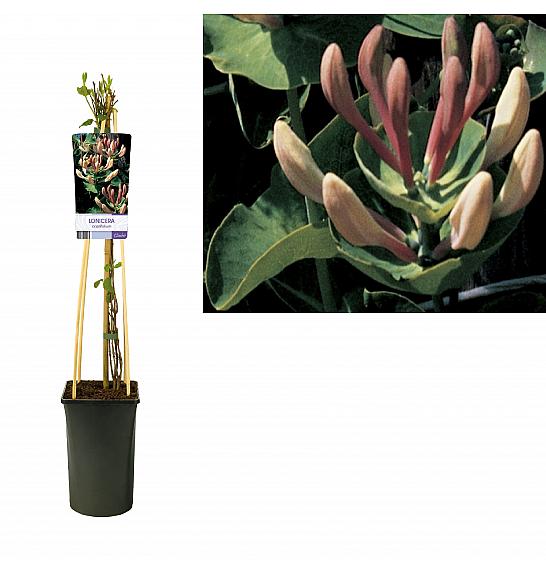 Lonicera caprifolium C2,5 Lit. 40-60 cm