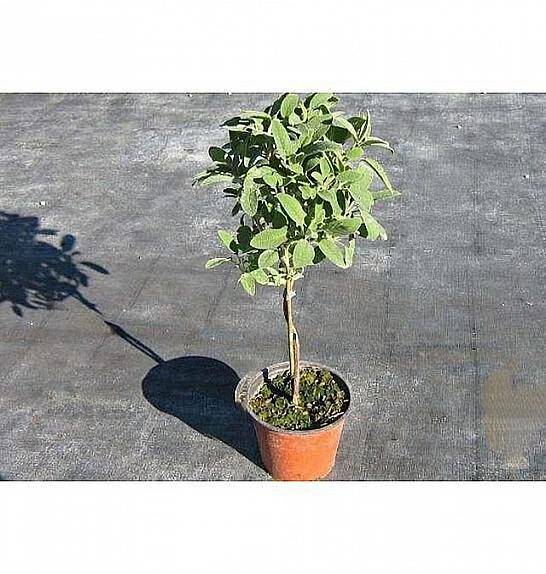 Salvia officinalis Ø14 Na Steblu 20 cm