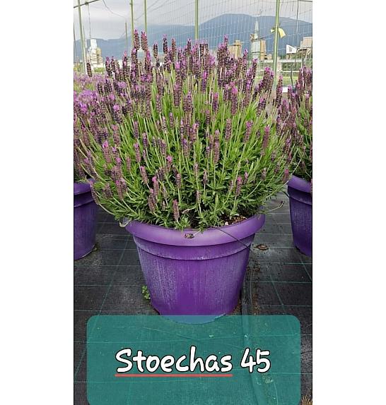Lavandula stoechas Ø45