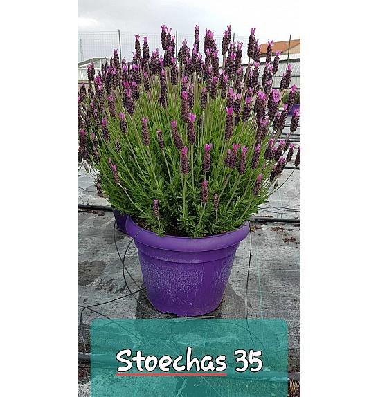 Lavandula stoechas Ø35