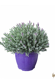 Lavandula stoechas Ø25