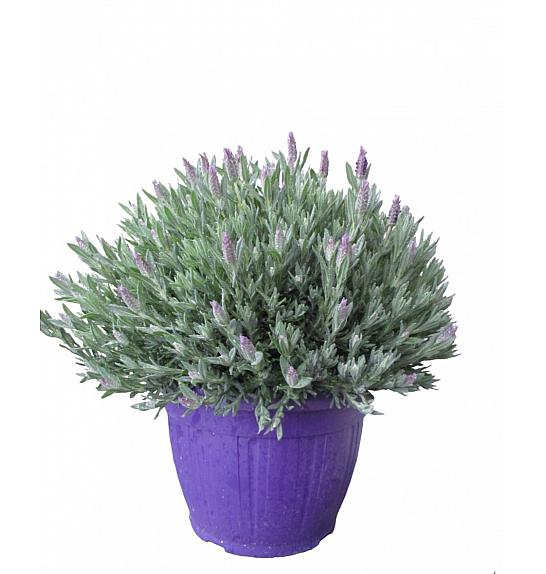 Lavandula stoechas Ø25